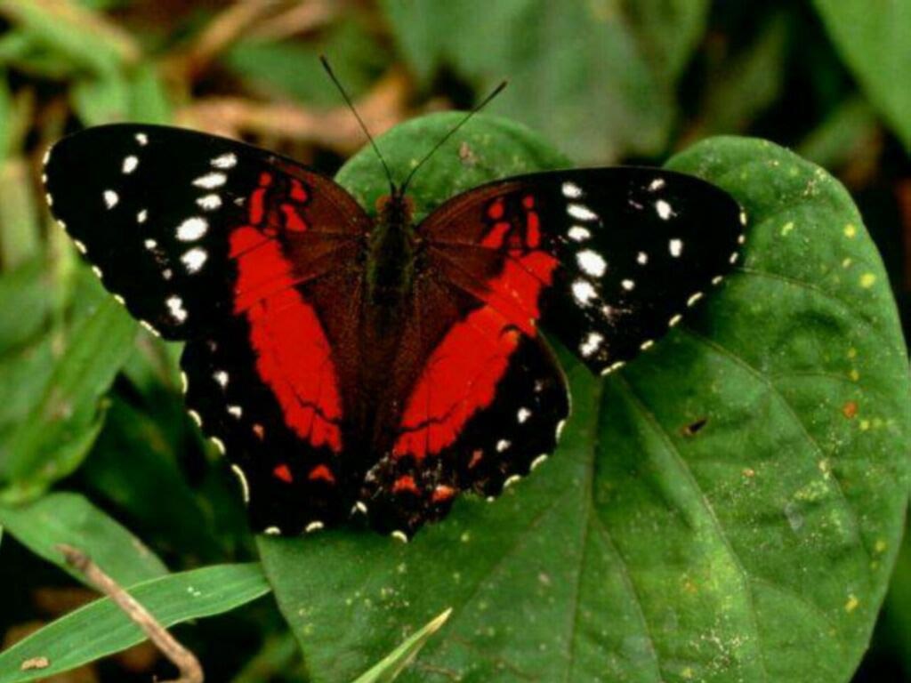 butterfly in the form of heart