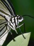 Butterfly Closeup.jpg