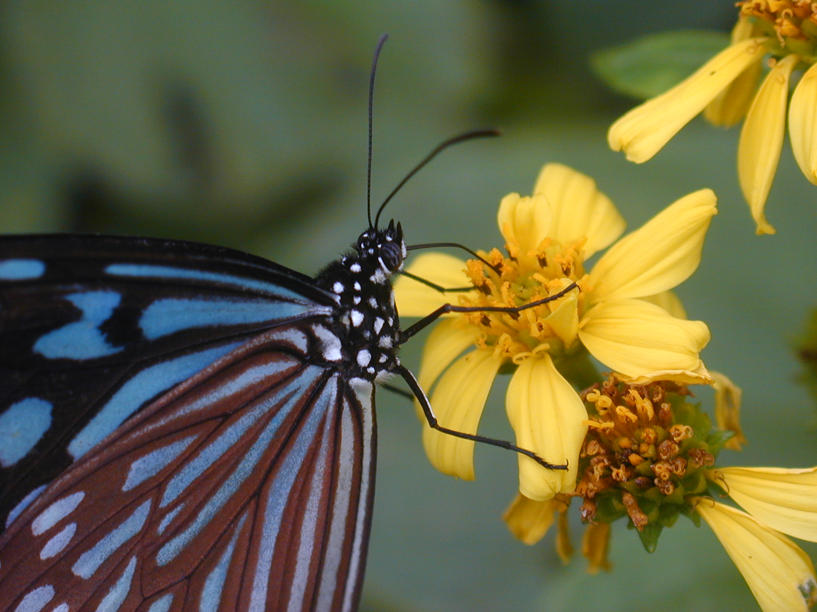 butterfly clinging to the orange daisy