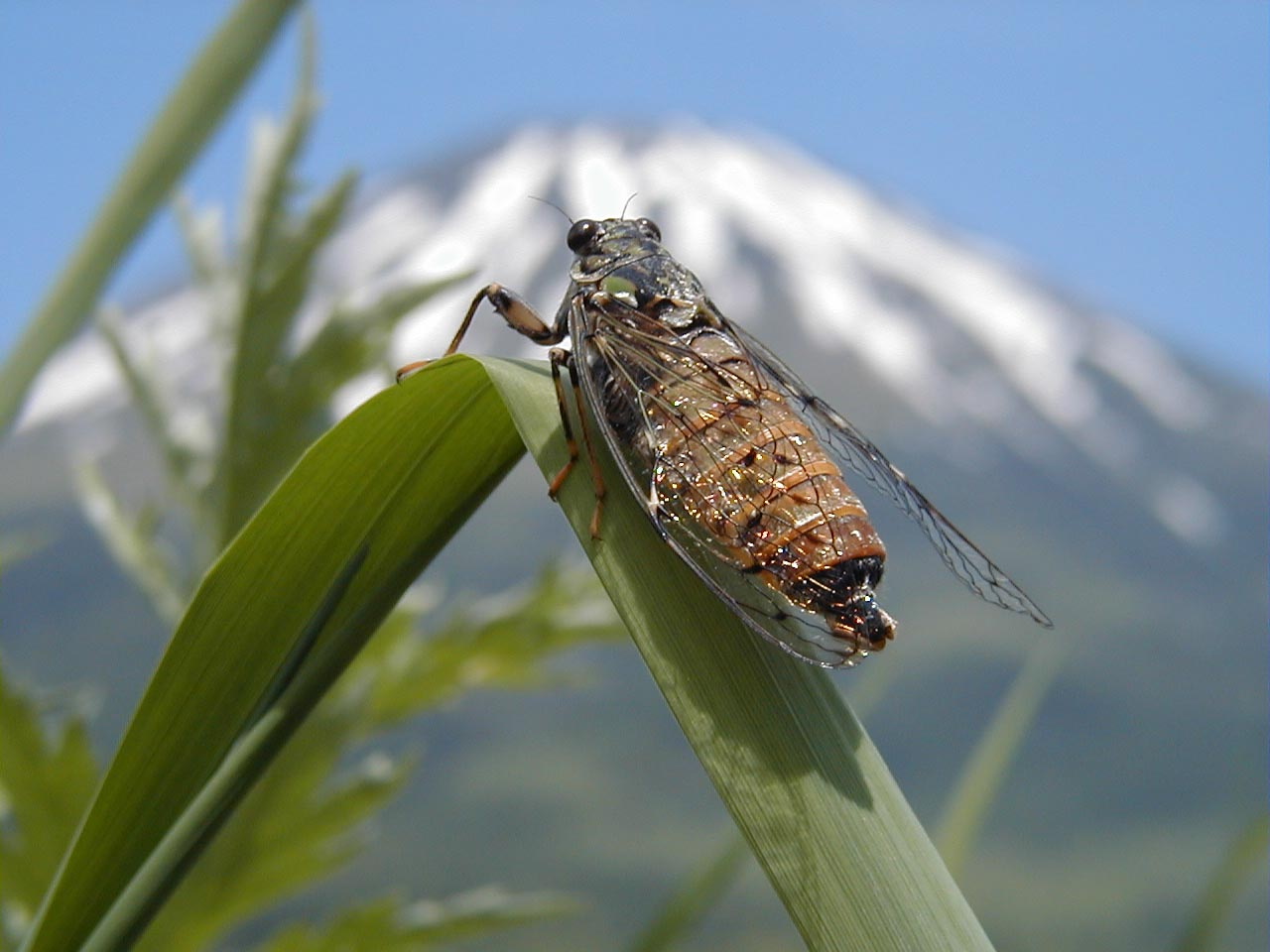 butterfly just hatched from the cocoon