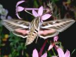 not known butterfly