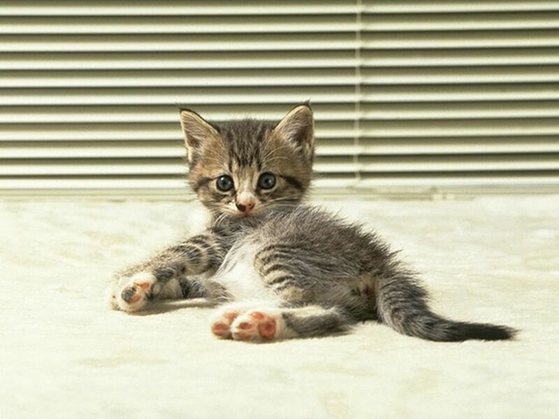 Photo of grey kitten on a window-sill