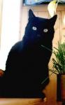 Picture of black cat