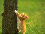 Photo of red kitten at a tree