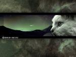 Mystic picture with a white cat