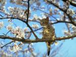 Photography of kitten on a branch