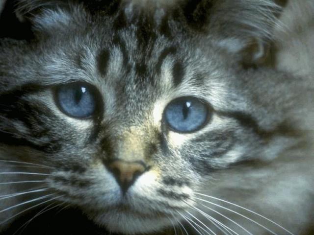 Фото кота с голубыми грустными глазами