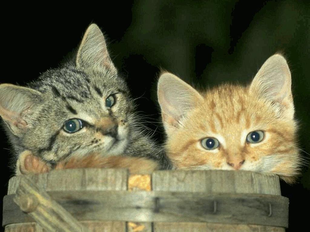 Фото выглядывающих из ведра котят