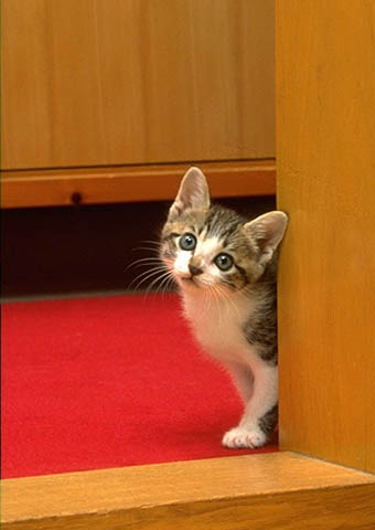 Фото Котик смотрит из-за угла