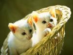 A picture of white kittens is in a basket