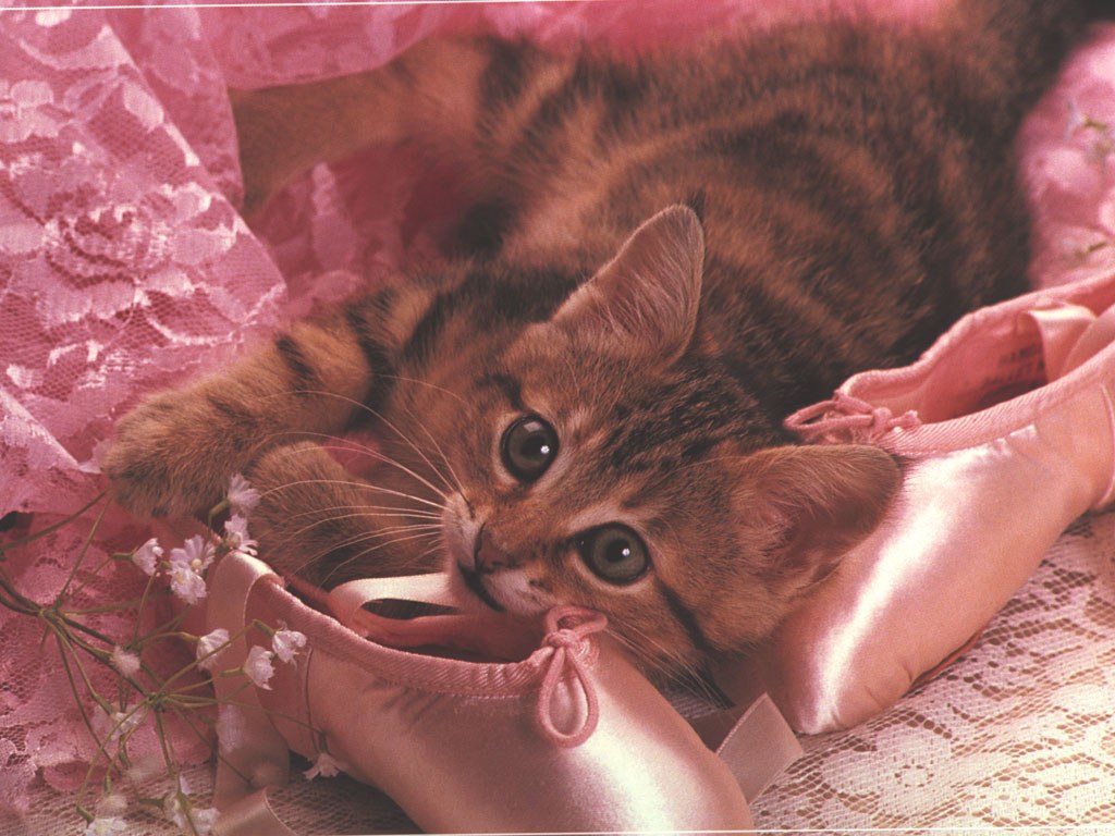 Перекрашу квартиру в розовый. Розовый котенок. Котик на розовом фоне. Розовая кошка. Котенок в розовых цветах.