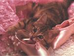 A picture is Kitten and pink puanty