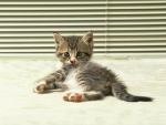 Photo of the striped kitten 