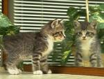 图片灰色小猫在照镜子