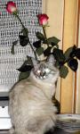 Photography of cat with roses