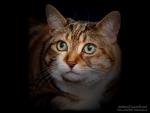 Photo of cat-like muzzle 