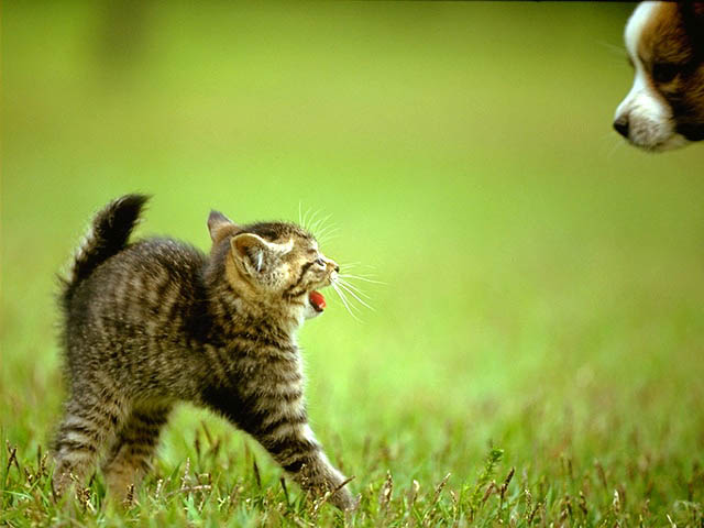 Фотография Котенок испугался собаки