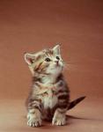 Снимок Котенок смотрит вверх