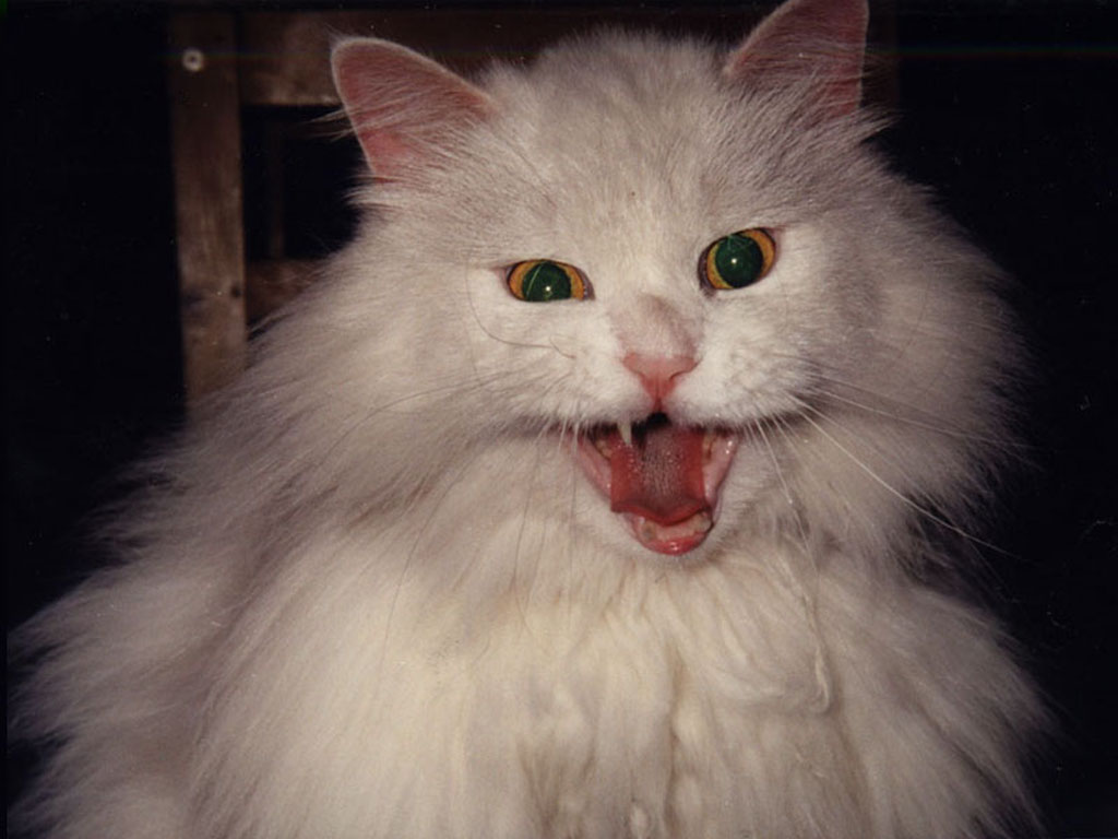 Photo of white shaggy cat 