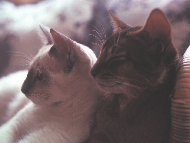 Picture of cat-like pair