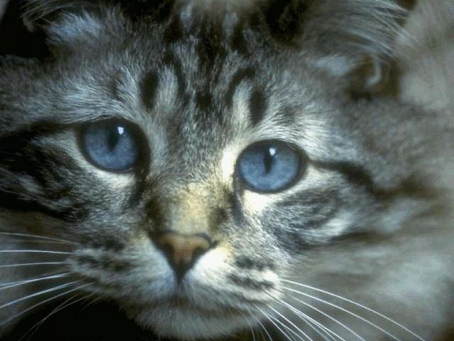 Фотография кота с голубыми глазами