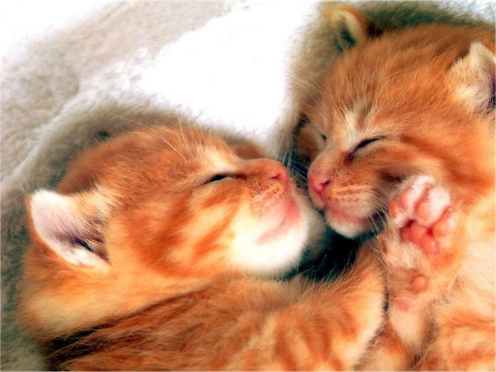 Photography of little red kittens 