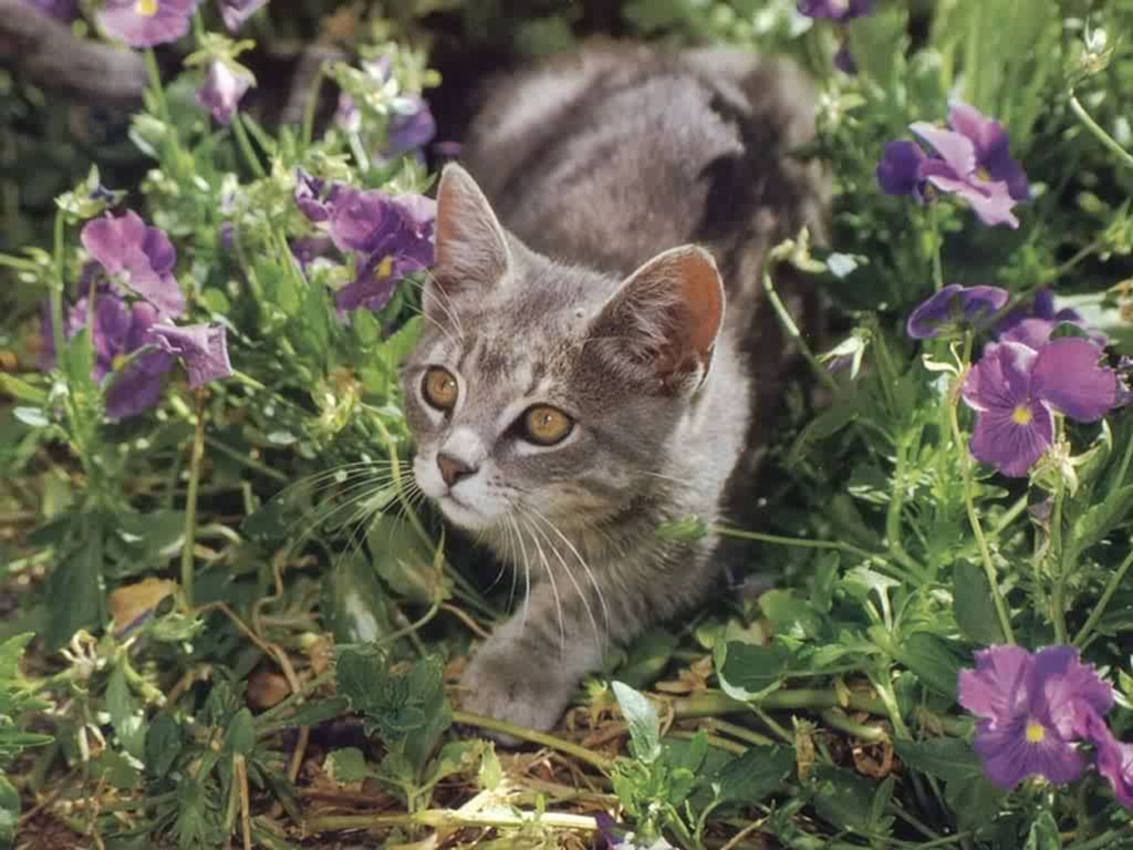 Фото кота в клумбе цветов