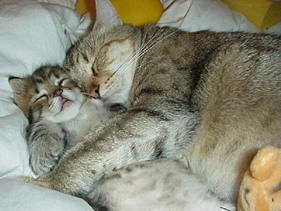 Кошка с детенышем спящие на кровати