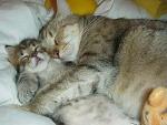 一个有婴儿在床上睡猫