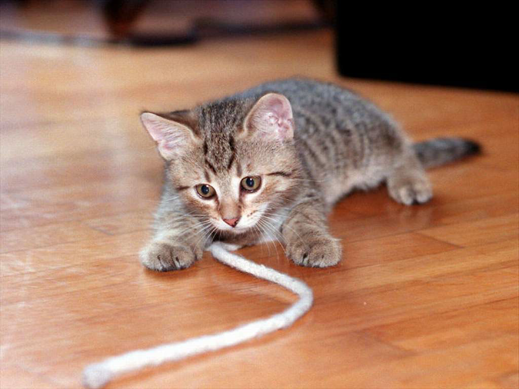 Photo gray tabby kitten playing with a strap