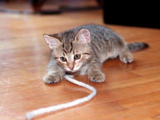 Фотография серого полосатого котенка играющего со шнурком