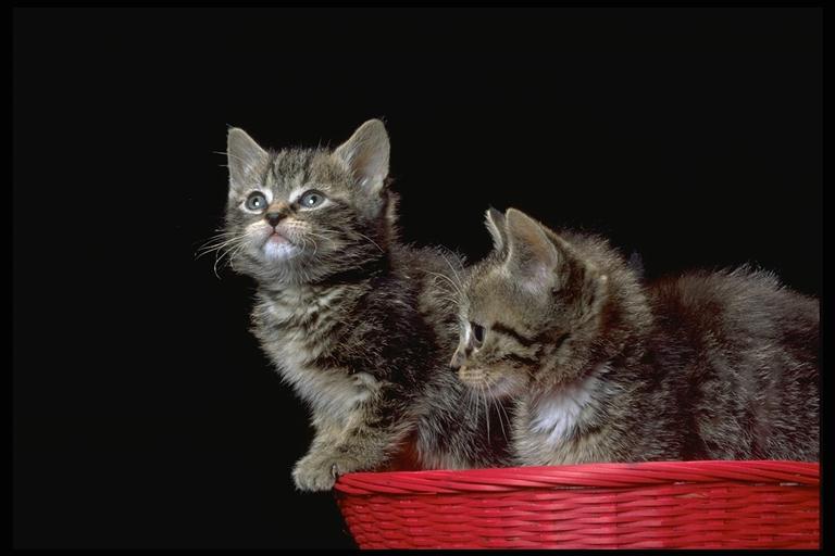 Снимок котят в красной корзине