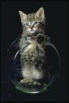 Little cat in the aquarium