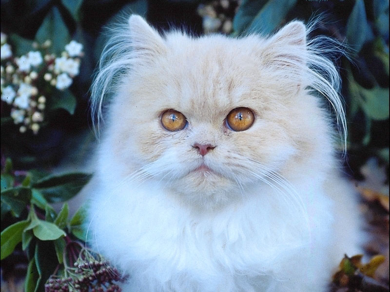 The picture with the fluffy white cat with reddish eyes and head