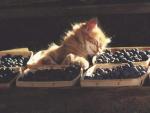 Котенок спящий в корзинах с черникой