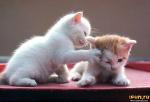 White kitten playing with a red-haired kitten
