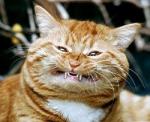 Teeth bared red cat