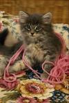 Kitten playing with wool threads