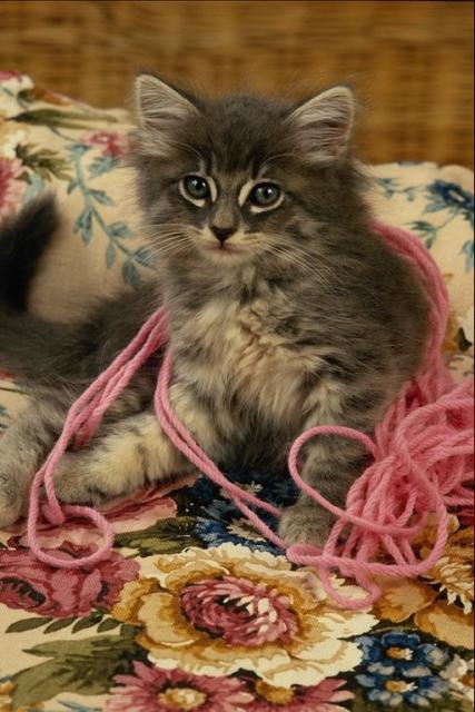 Котенок играющий с шерстяными нитками