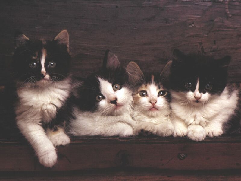 4 кота. Фотокартина 4 кота. Здесь четыре кота. Четыре кота пикчи. Кот с четырьмя углами.