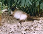 Сиамская кошка под пальмой