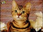 Picture of a red cat in flowers
