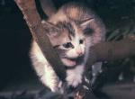 Орущий котенок залезший ночью на дерево