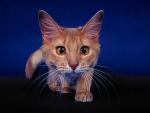 Cat with a large head on a blue background