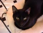 cat1-640x480.jpg