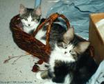 Котята в плетеной корзинке