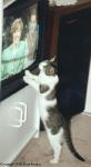 Кошка смотрящая телевизор