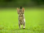 CAT_0004.JPG