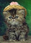Cat_0005.jpg