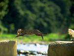 Picture of a kitten in a jump over the water hazard
